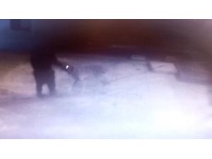 Mersin’de Köpek Hırsızlığı Kameraya Yansıdı