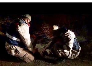 Yaralı Köpeği Yaşatmak İçin Seferber Oldular
