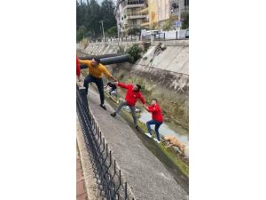 Su kanalına düşen köpek insan zinciriyle kurtarıldı