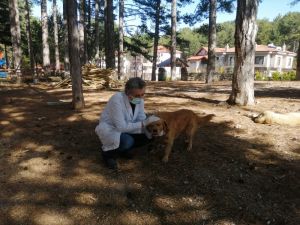 Alanya Belediyesinden sokak hayvanlarına aşılama çalışması