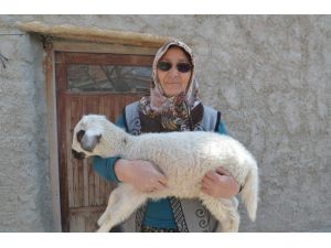Jasat Ekipleri Koyunları Çalınan Şehit Annesini Mutlu Etti