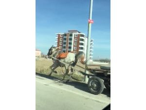 Konya’da Başıboş At Trafikte Tehlike Saçtı