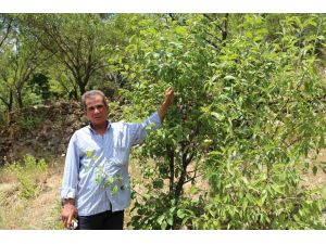 Yakınlarının kayıp ihbarı yaptığı adam, zeytin ağacında asılı halde bulundu