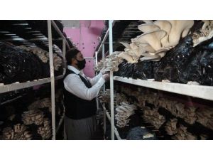 İş Yerini Kapattı Evinin Bodrumunda Mantar Üretmeye Başladı