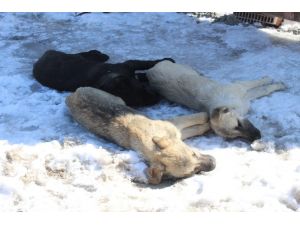 Başkentte 3 Köpeğin Şüpheli Ölümü