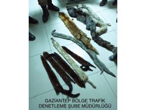 Kaçak Avcı, 11 Hayvan Kürküyle Yakalandı