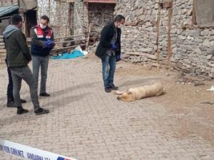 Sokak Ortasında Vurulan Köpek Otopsiye Gönderildi