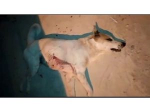 Sokak Köpeğini Pompalı Tüfekle Öldürdü