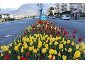 Alanya’da baharın müjdecisi çiçekler açtı