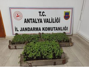 Bakla tarlasında bin 569 kök kenevir ele geçirildi