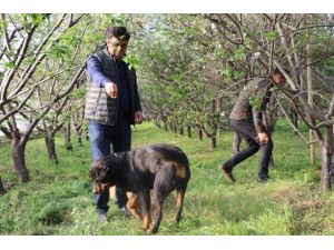 Fiyatı altınla yarışan erik, hırsızların hedefi oldu