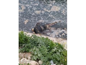 Mersin’de Su Kanalında Erkek Cesedi Bulundu
