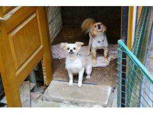 Çalınan Köpekleri Bulunan Kadın Sevindi