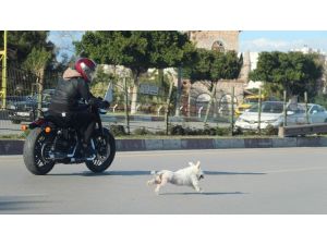 Antalya’da sahibini kaybeden köpek trafiği birbirine kattı