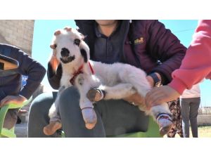 Evde Bebek Gibi Büyütüyorlar