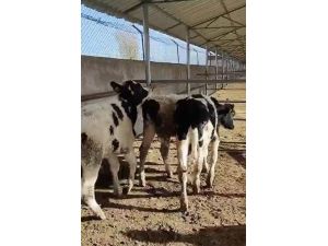 Kayıp İnekleri Jandarma Sahibine Teslim Etti