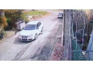 Kediyi Ezerek Öldüren Sürücü Gözaltına Alındı