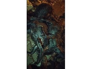 Gübre Çuvalına Koyulan Yemler 17 Hayvanı Telef Etti