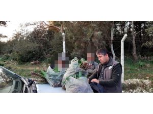 İzinsiz toplanan 346 orkideye 160 bin TL ceza