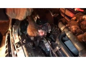 Aracın Motor Bölümüne Sıkışan Kedi Kurtarıldı