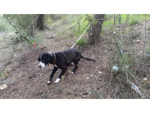 Köpeği Ormanda Ağaca Bağlayıp Ölüme Terk Ettiler