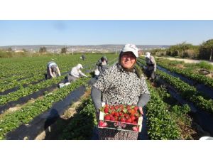 Silifke’de Açıkta Çilek Hasadı Başladı