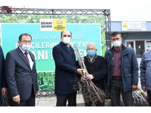 Başkan Altay, Hadimli Çiftçilere Sertifikalı Ceviz Fidanı Dağıttı