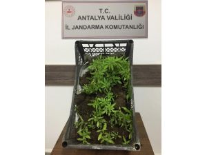 Ormanlık alanda 116 kök kenevir bitkisi ile yakalandı