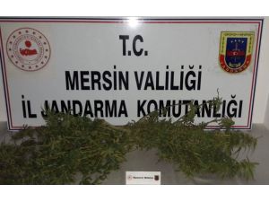 Tarsus’ta Uyuşturucu Operasyonu