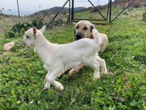 Çoban köpeğinden ders gibi vefa örneği