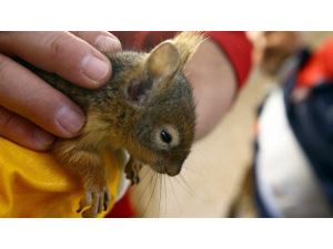 Konya’da Pet Shopta Sincap Ticaretine İdari Para Ve Tazminat Cezası