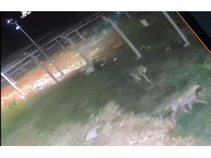 Köpeğin peşine düşen kurtlar güvenlik kamerasında
