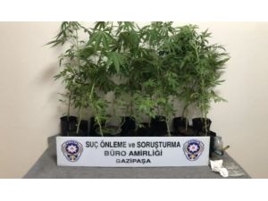 Gazipaşa’da polisten Hint keneviri operasyonu