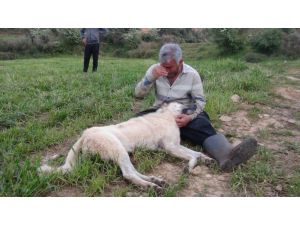 Vurularak öldürülen çoban köpeğinin başında gözyaşlarına boğuldu