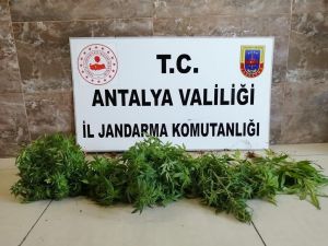 Alanya’da Hint keneviri operasyonu
