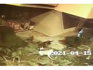 Köpekler anne kediye saldırıp telef etti, yavruları vatandaşlar tarafından kurtarıldı