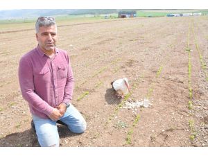 Muhtardan Yaralı Leylek Nöbeti