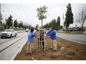 3. Etap Raylı Sistem güzergahı ağaçlandırılıyor