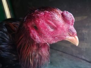 Horoz Dövüştüren 6 Kişiye Para Cezası