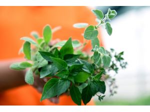 Balkon bahçeciliğinde 2’nci etap aromatik bitkiler