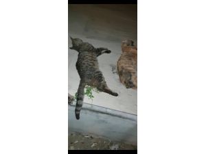 Zehirlenmiş Halde Bulunan Kedilerden Üçü Telef Oldu