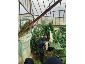 Alanya’da uyuşturucu operasyonu: 1 gözaltı