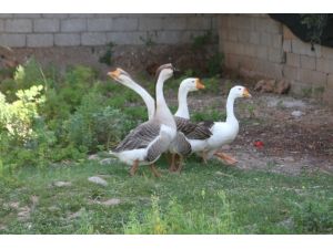 Beslediği kazların saldırısına uğrayıp yerlerde sürüklendi, kazları satışa çıkardı