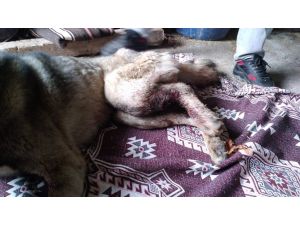 Gaziantep’te Çoban Köpeğini Av Tüfeğiyle Vurdular