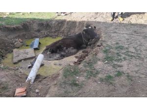 Foseptik Çukuruna Düşen İneği İtfaiye Kurtardı