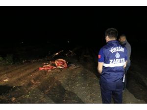 Adana’da Boş Arazide Kesilmiş 3 At Ele Geçirildi