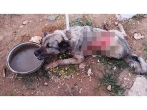 Tırın Çarptığı Köpek Hayvan Hastanesine Kaldırıldı