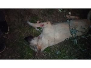Köpeği Acımasızca Öldürmüşler