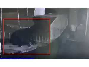 Mazgal Hırsızları Polisten Kaçamadı