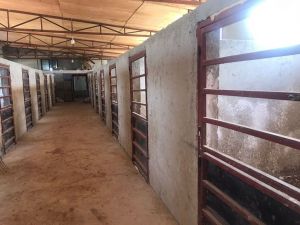 Hatay’da Kaybolan 99 Atla İlgili Adana’da Bir Ahırda Arama Yapıldı